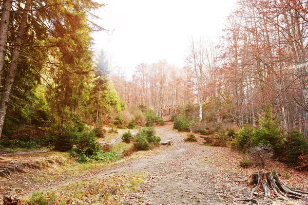 Camino en el bosque con troncos y árboles siempreverdes en otoño —  Fotos de Stock