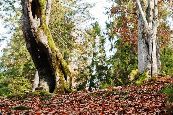Üreges fa, moha, az őszi erdő, a hegyek borított. — Stock Fotó