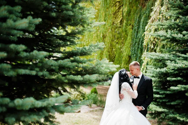 Pasangan pengantin glamourus di taman pohon pinus . — Stok Foto