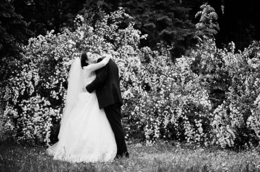 Şık düğün çift beyaz çiçek ile aşk arka plan Bush