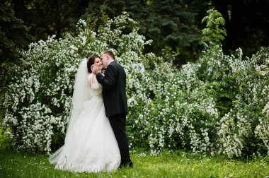 Şık düğün çift beyaz çiçek ile aşk arka plan Bush