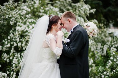 Şık düğün çift beyaz çiçek ile aşk arka plan Bush