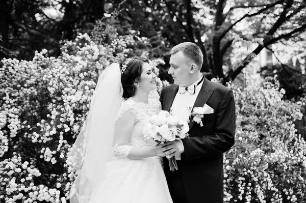 Elegante bruidspaar in liefde achtergrond heester met witte bloem — Stockfoto