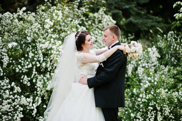 Elegante pareja de boda en el amor de fondo arbusto con flor blanca —  Fotos de Stock