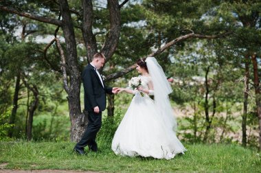 Elegance düğün çifte onların gün arka plan çam ormanı. Hap'ı