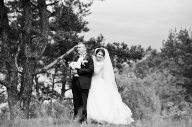 Elegance düğün çifte onların gün arka plan çam ormanı. Hap'ı