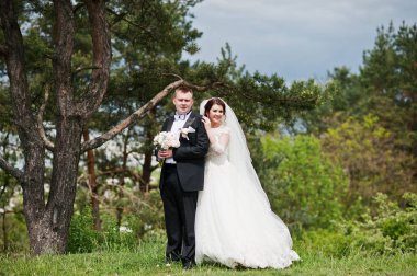 Elegance düğün çifte onların gün arka plan çam ormanı. Hap'ı