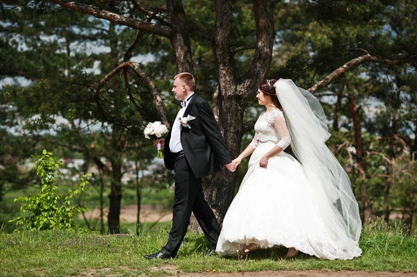 Elegance düğün çifte onların gün arka plan çam ormanı. Hap'ı — Stok fotoğraf