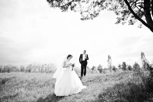 우아한 결혼식 한 쌍 그들의 하루에는 소나무 숲을 배경합니다. 우연 — 스톡 사진
