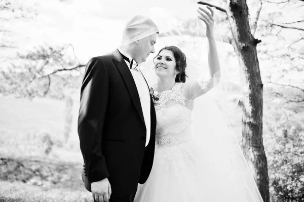 Pareja de boda elegante en su bosque de pinos de fondo día. Hap. — Foto de Stock