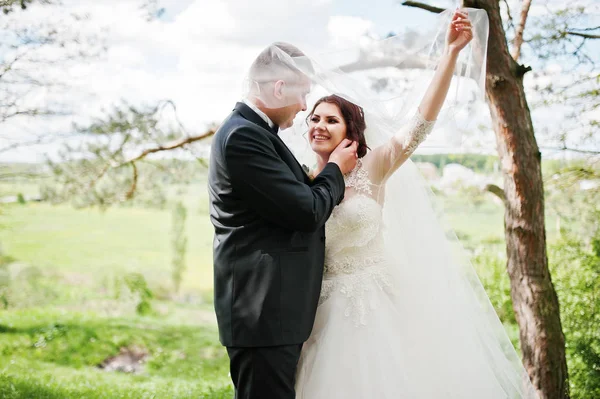 Elegance bröllop par på deras dag bakgrund tallskog. HAP — Stockfoto