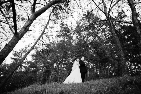 背景の日の松林で優雅な結婚式のカップル。Hap — ストック写真