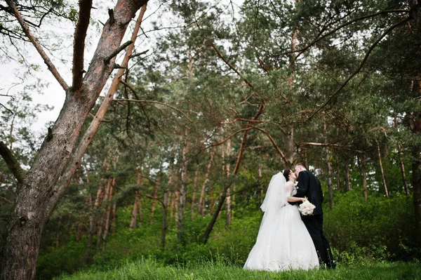 Eleganz Hochzeitspaar an ihrem Tag Hintergrund Kiefernwald. hap — Stockfoto