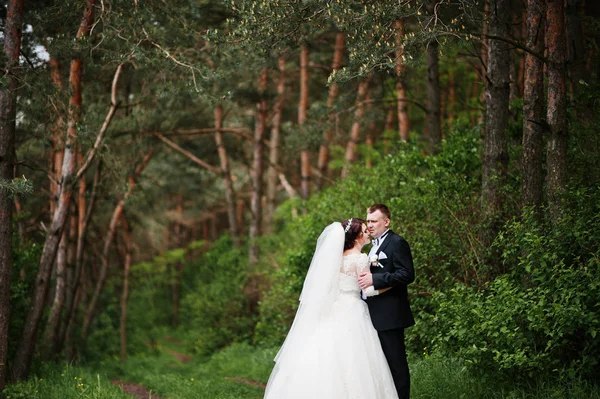 Eleganz Hochzeitspaar an ihrem Tag Hintergrund Kiefernwald. hap — Stockfoto