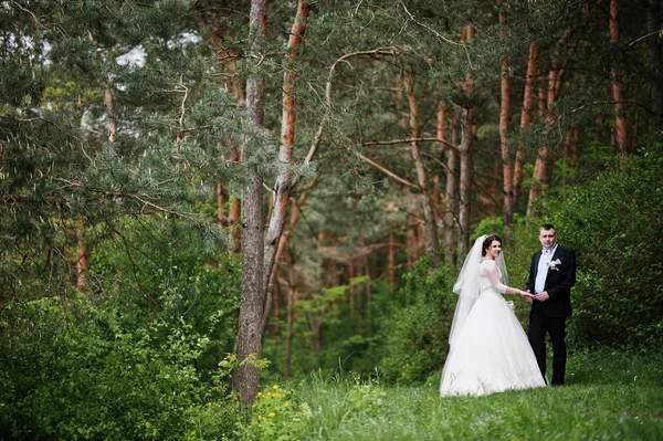 Elegance bröllop par på deras dag bakgrund tallskog. HAP — Stockfoto