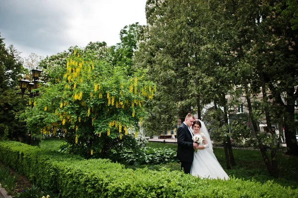 Para ślub w miłości tle drzewa z żółte strąki. — Zdjęcie stockowe