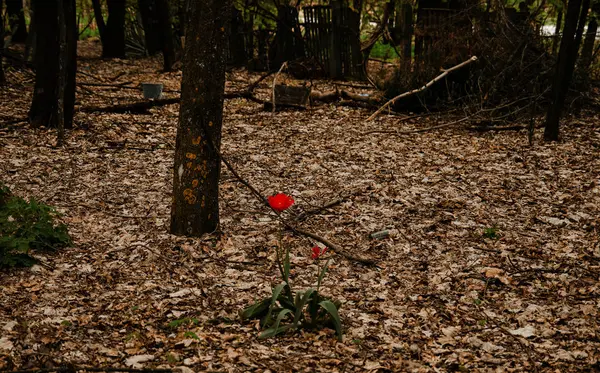 Egyedül tulip a Chernobyl kizárását övezetben, Ukrajna — Stock Fotó