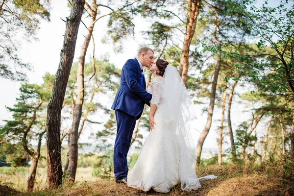 Novia y novio en el bosque de pinos, encantadora pareja de bodas en la naturaleza . —  Fotos de Stock