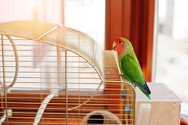 Papagaio lovebird engraçado em gaiola grande no quarto com luz solar . — Fotografia de Stock