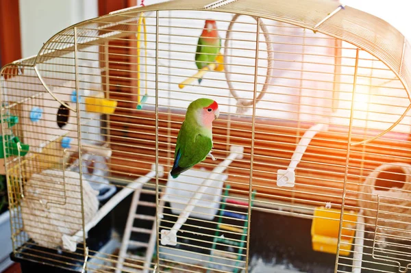 Divertido loro tortolito en una jaula grande en el dormitorio con sol . — Foto de Stock