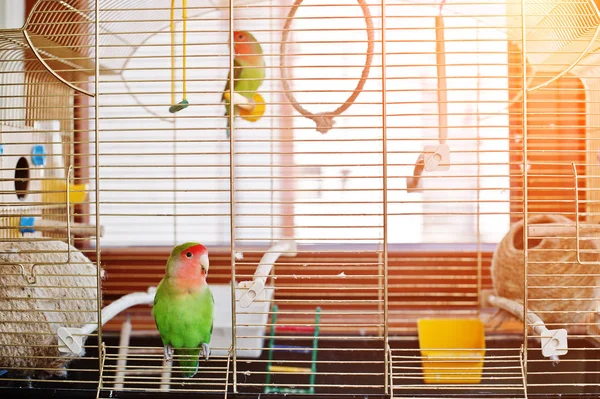 Amusant perroquet tourtereau à grande cage sur la chambre avec soleil . — Photo