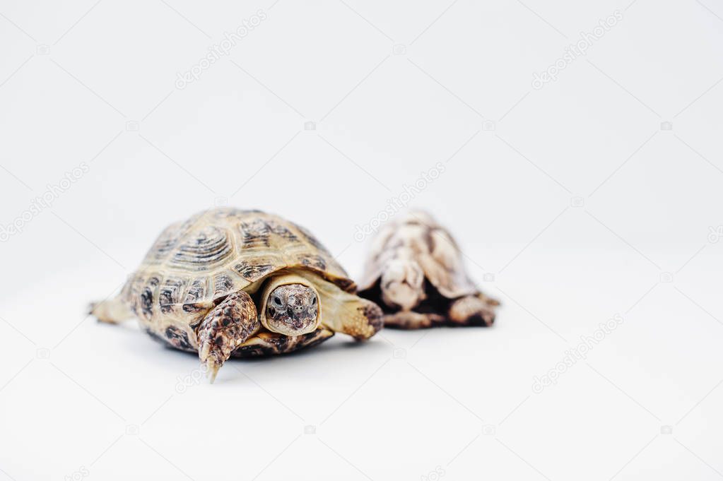 Small asian overland turtle with stone statue isolated on white.
