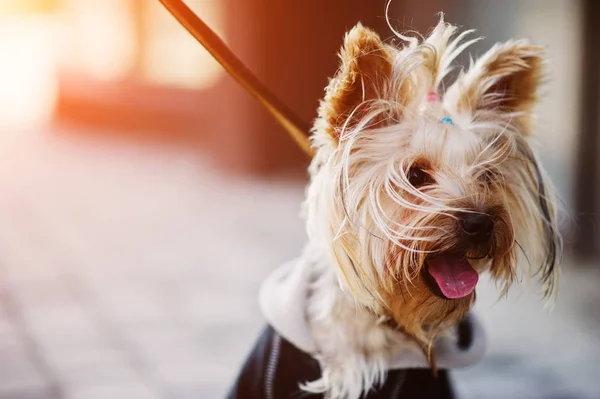 Close up portrait of yorkshire terrier dog on a leash. — Stock Photo, Image