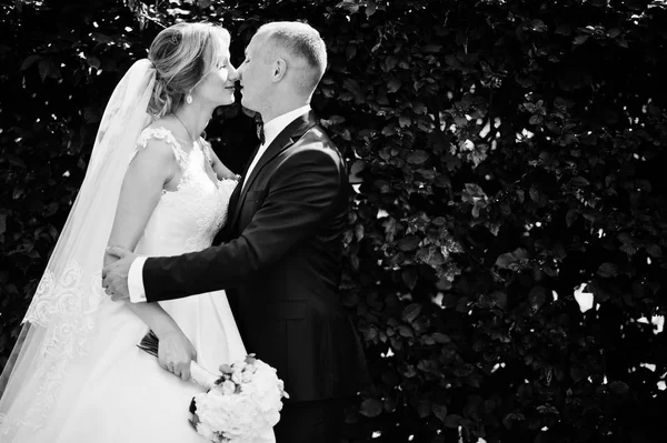 Casal de casamento na moda abraçando no parque verde no casamento ensolarado — Fotografia de Stock