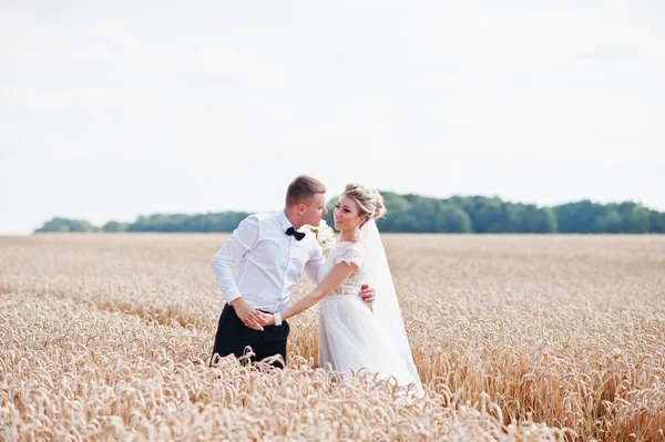 Couple de mariage au champ de blé en amour . — Photo