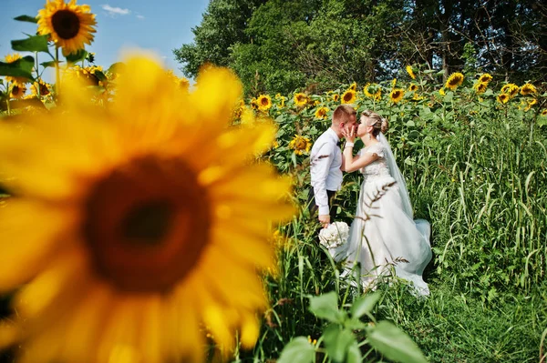Wedding couple at sunflowers field in love. — Stock Photo, Image