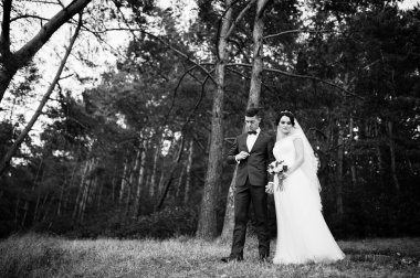 Birbirimizi bir çam tre hayran güzel genç Düğün çifti