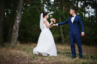 Birbirimizi bir çam tre hayran güzel genç Düğün çifti