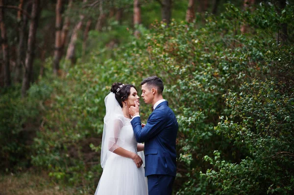 Schönes junges Hochzeitspaar bewundert einander in einer Kiefer tre — Stockfoto