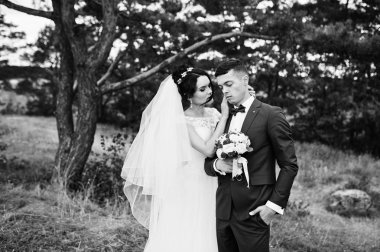 Birbirimizi bir çam tre hayran güzel genç Düğün çifti