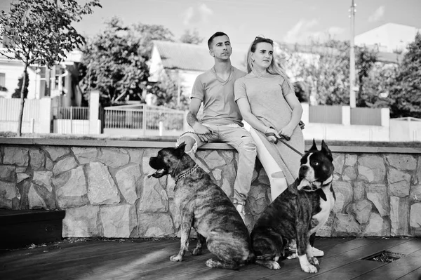 Закохана пара з двома собаками пітбультер'єр на прогулянці . — стокове фото