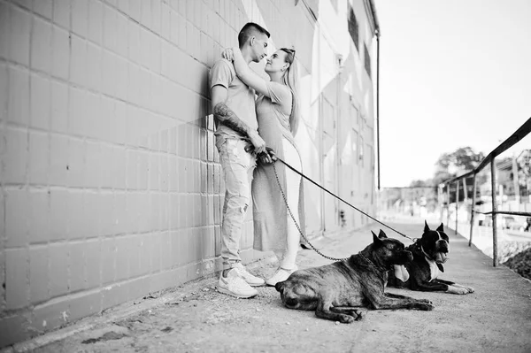 Paar verliebt in zwei Hunde Pitbull Terrier auf einem Spaziergang. — Stockfoto