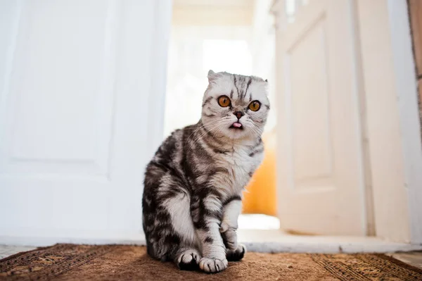 Foto de cerca de un gatito de pliegue escocés . —  Fotos de Stock