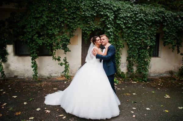 Casal de casamento excelente posando contra a parede hera . — Fotografia de Stock