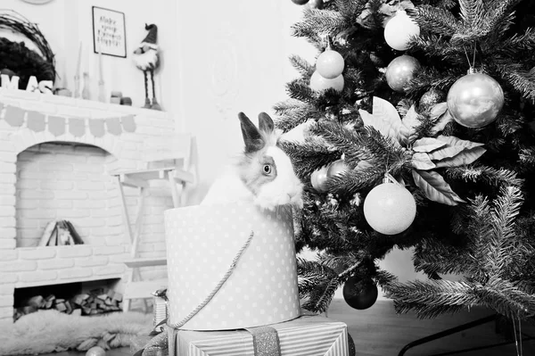 Lapin drôle lapin à la boîte de cadeaux sous le nouvel arbre de l'année. Joyeux winte — Photo