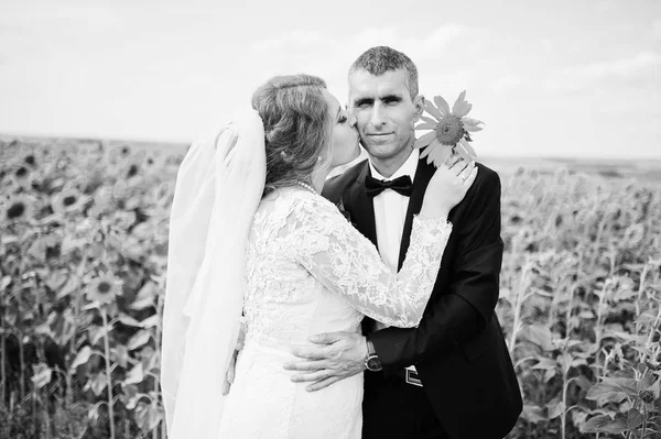 Portrait of an amazing wedding couple posing in the sunflower fi — Stock Photo, Image