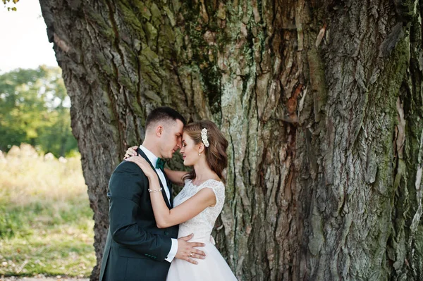 Atractiva pareja de novios abrazándose junto a un viejo árbol en el cou —  Fotos de Stock