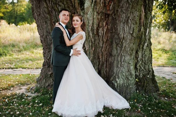 Casal de casamento atraente abraçando ao lado de uma árvore velha no cou — Fotografia de Stock