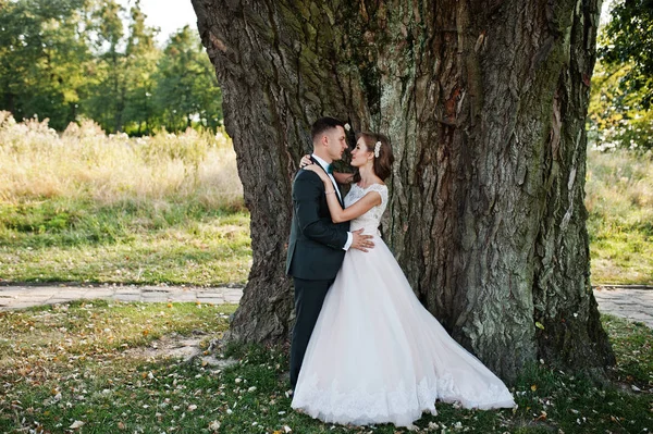 Attraktives Hochzeitspaar umarmt sich neben einem alten Baum im Wald — Stockfoto