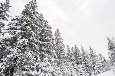 Çam ağaçları kar ile kaplı. Güzel kış manzaraları. Frost n