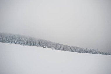 Chomiak Dağı'nda kar kaplı çam ağaçları. Güzel kış