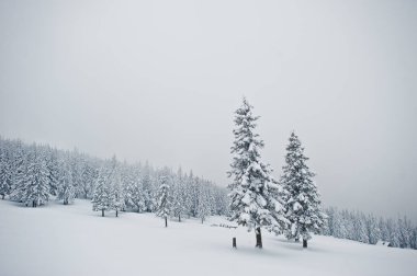 Chomiak Dağı'nda kar kaplı çam ağaçları. Güzel kış