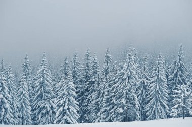 Chomiak Dağı'nda kar kaplı çam ağaçları. Güzel kış