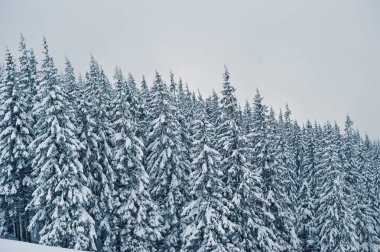 Chomiak Dağı'nda kar kaplı çam ağaçları. Güzel kış