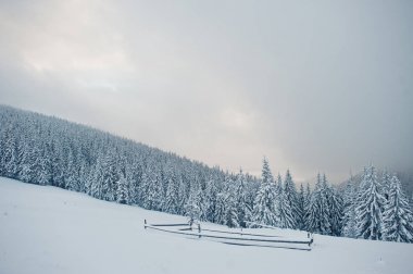 Chomiak Dağı'nda kar kaplı çam ağaçları. Güzel kış