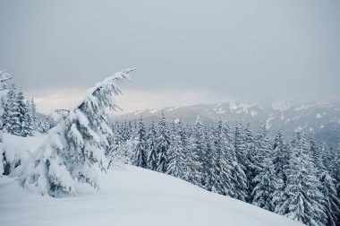 Chomiak Dağı'nda kar kaplı çam ağaçları. Güzel kış